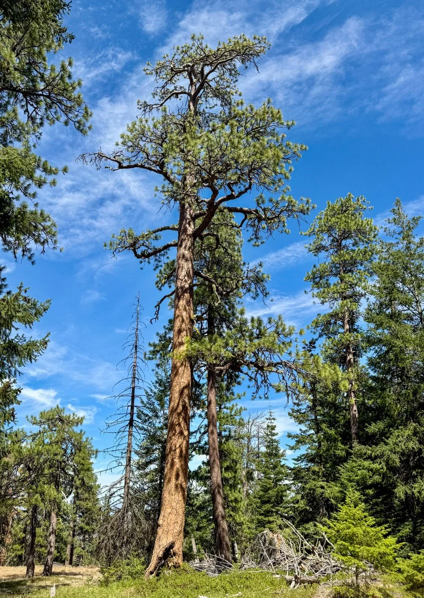 Beautiful ponderosa pine