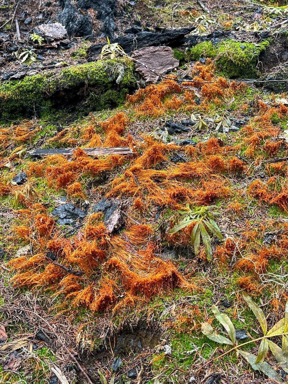 Fire moss