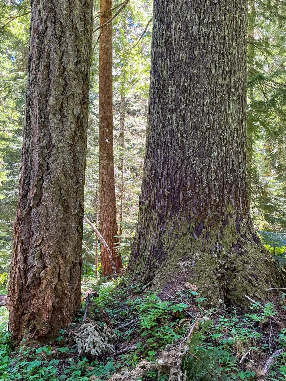 Noble fir and Douglas-fir