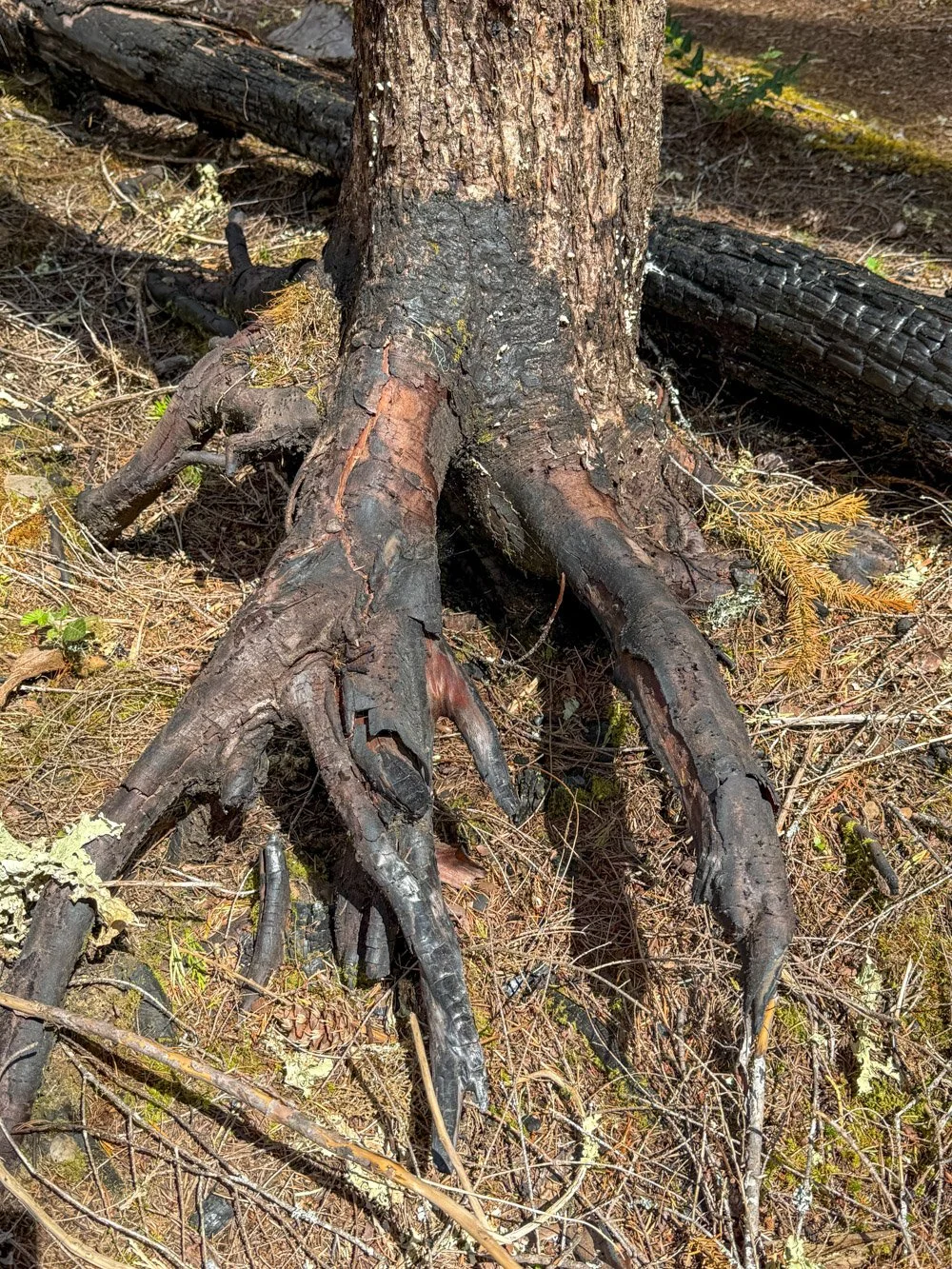 Organic soil combustion