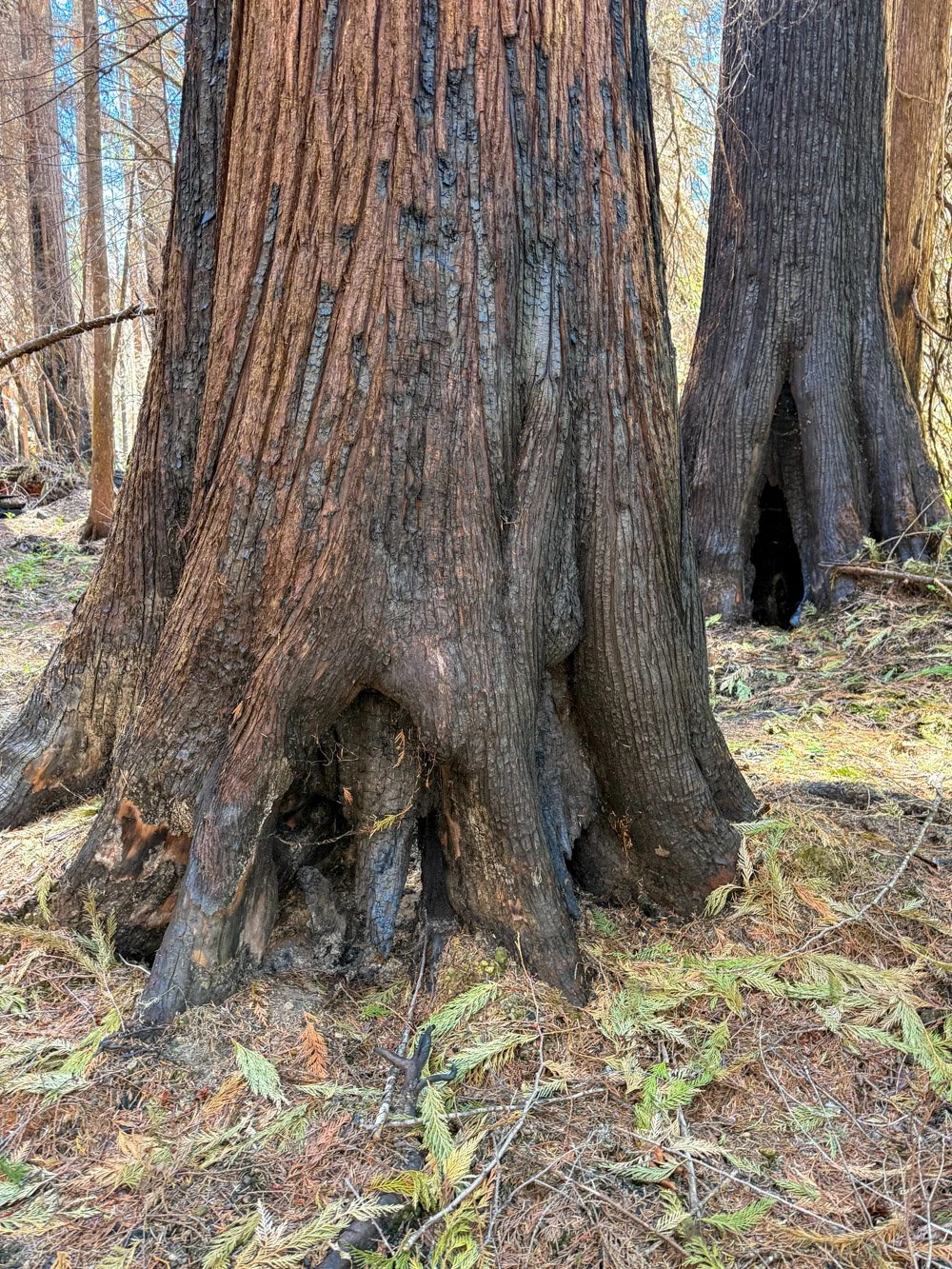 Western redcedar killed from below (Emigrant Fire 2025)