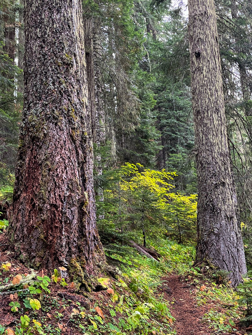 Douglas-fir old growth