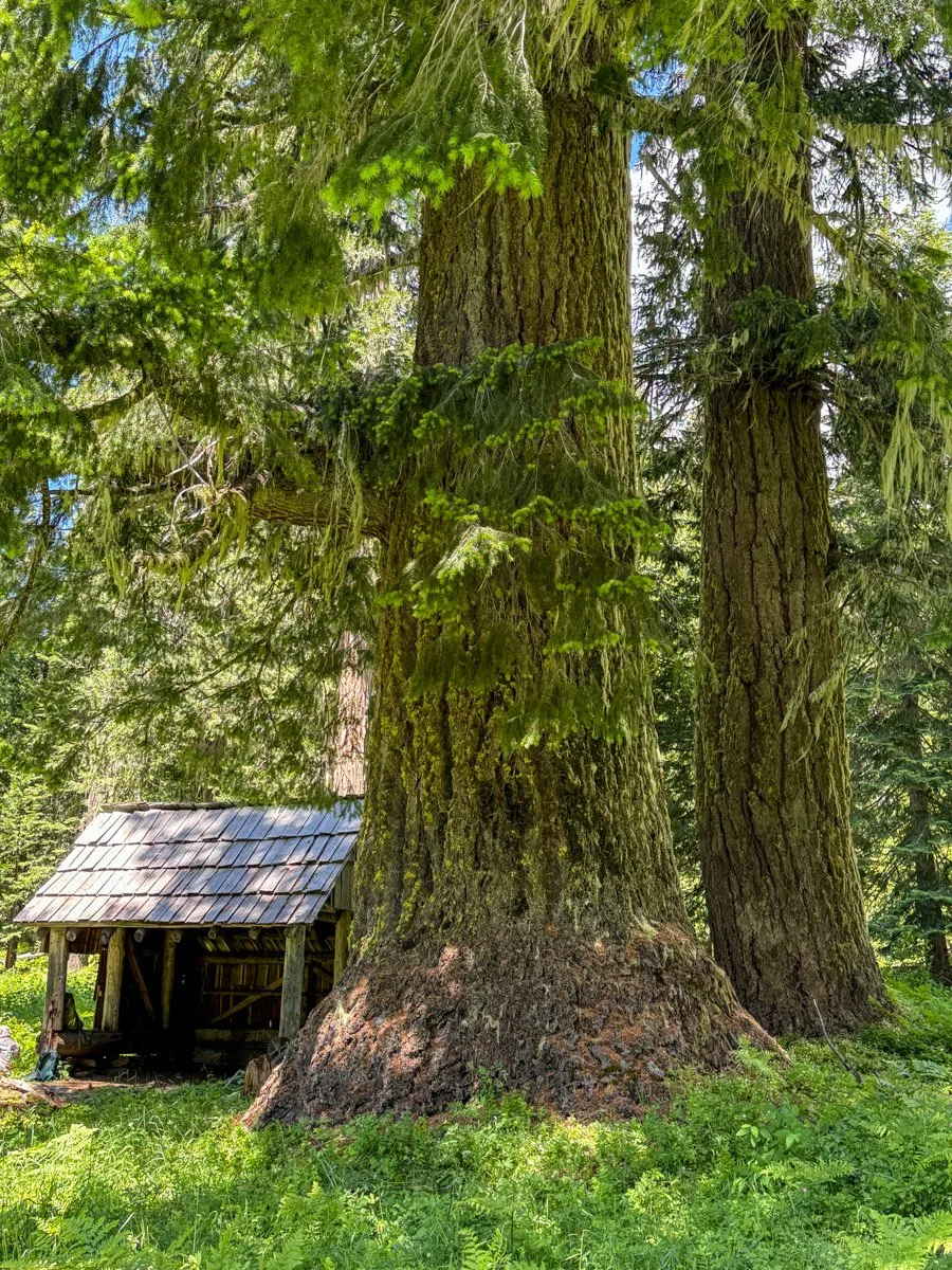 Cripple Camp Shelter and 10' Douglas-fir