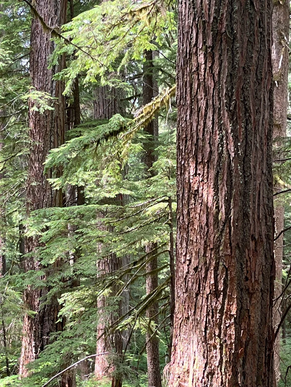 Douglas-fir old growth