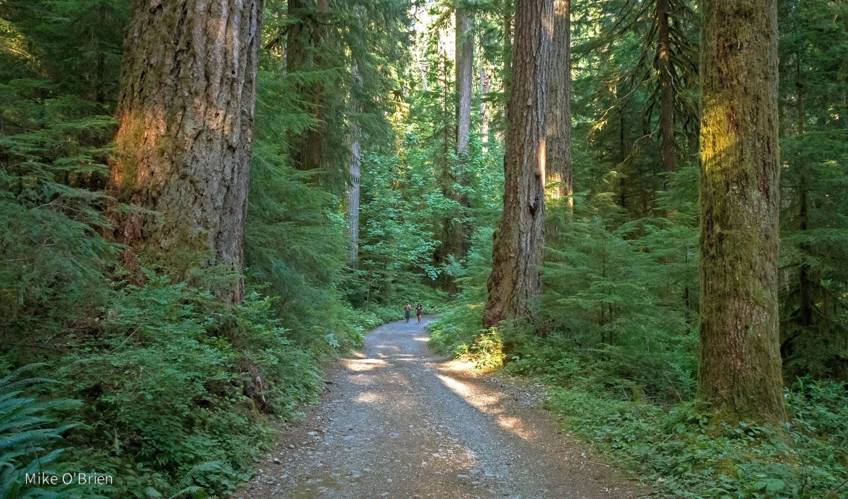 Pre-fire forest (photo courtesy of Mike O'Brien)