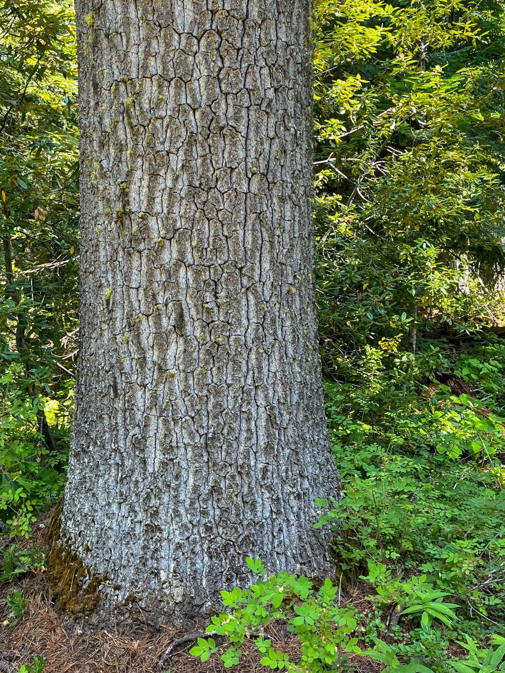 A healthy western white pine