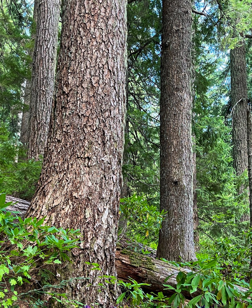 Old growth