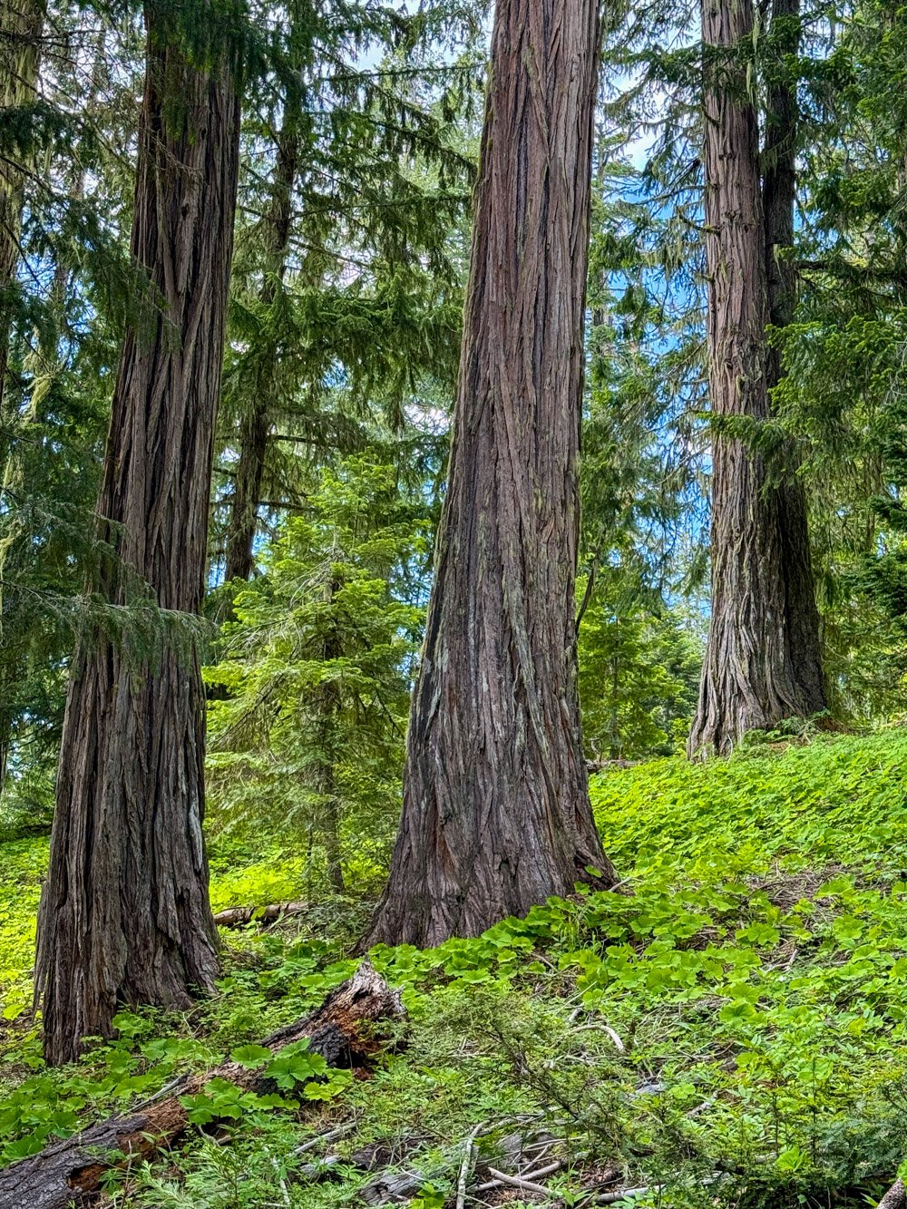 Old incense cedar