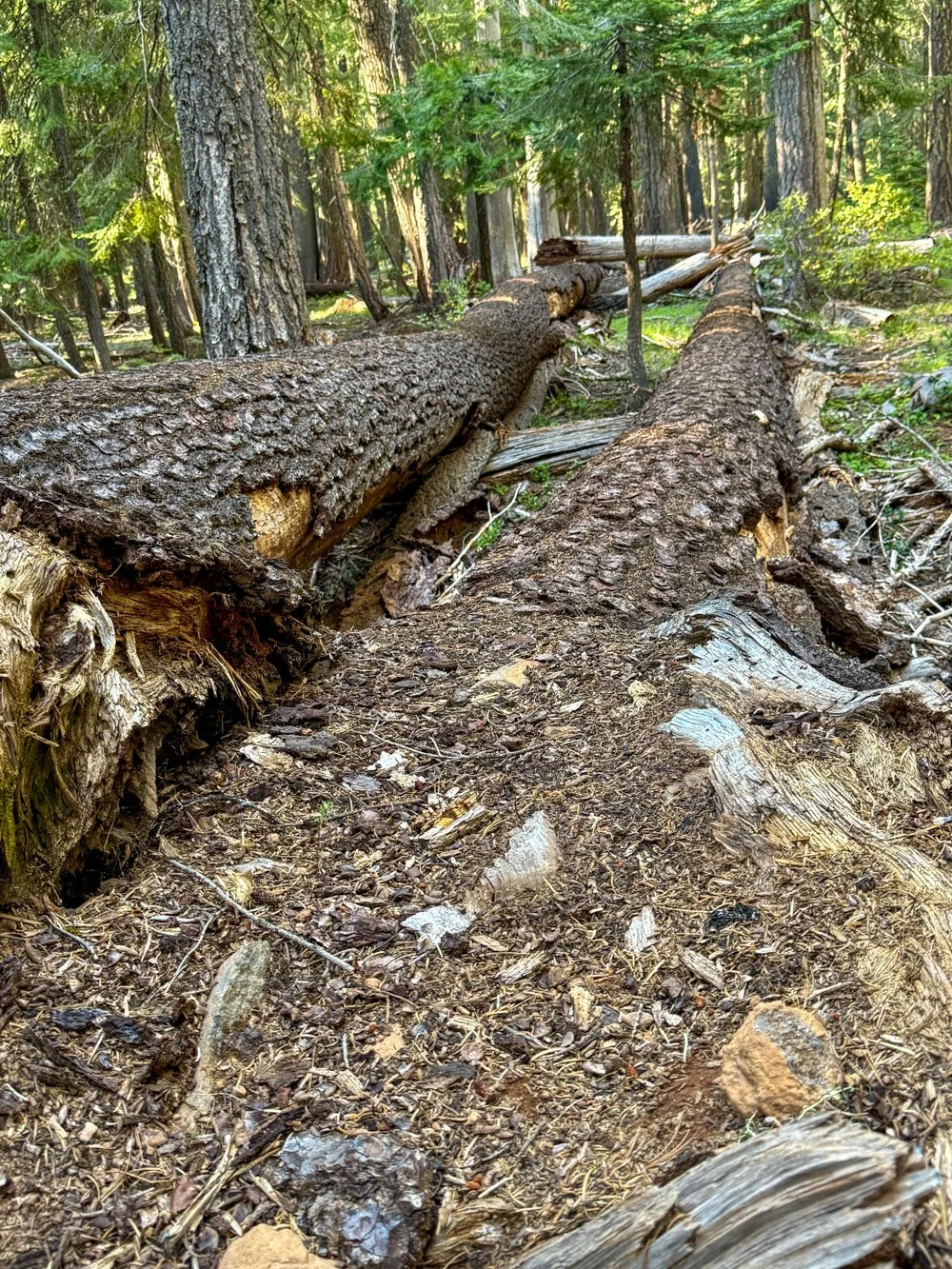 Twin logs