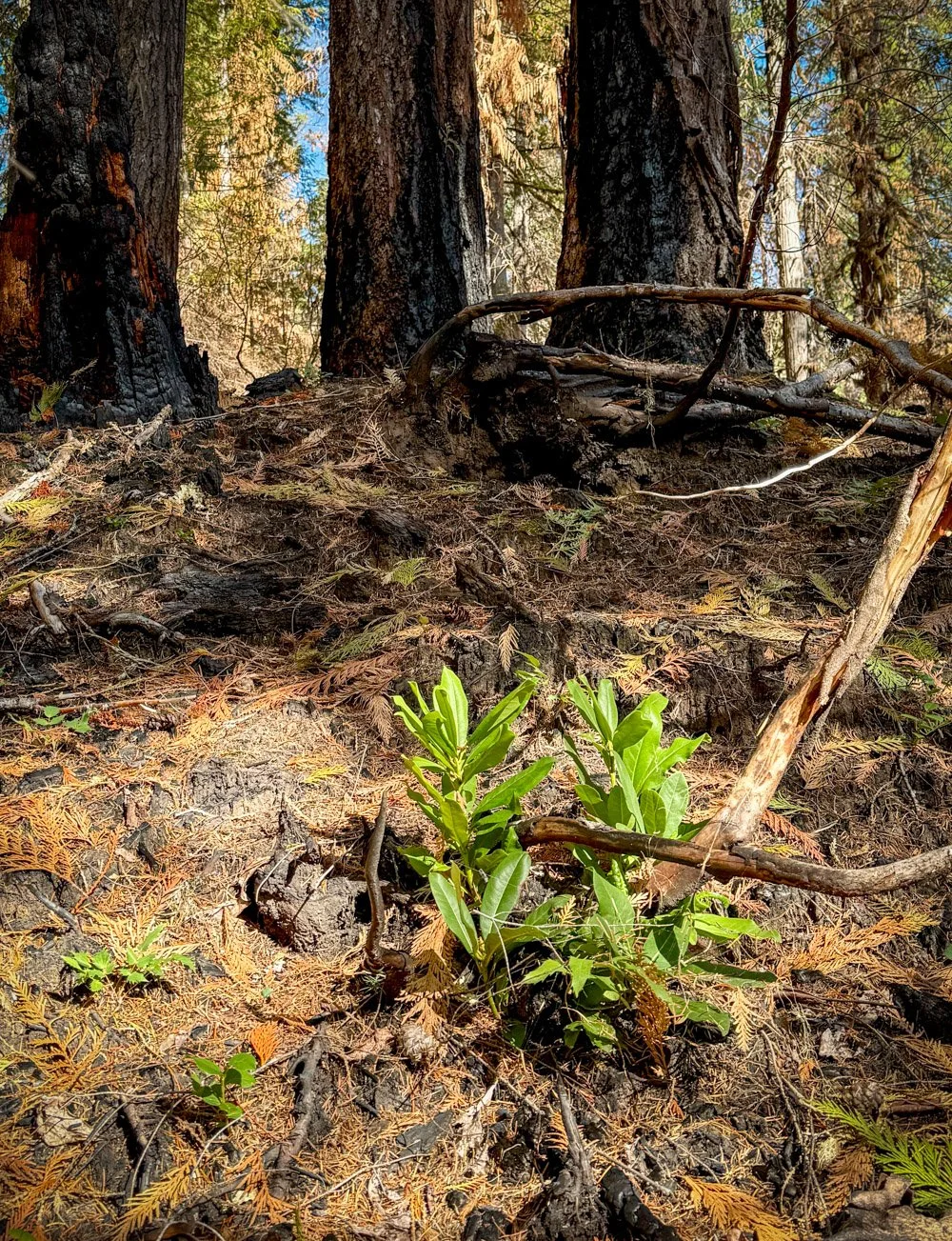 Resprouting rhododendron