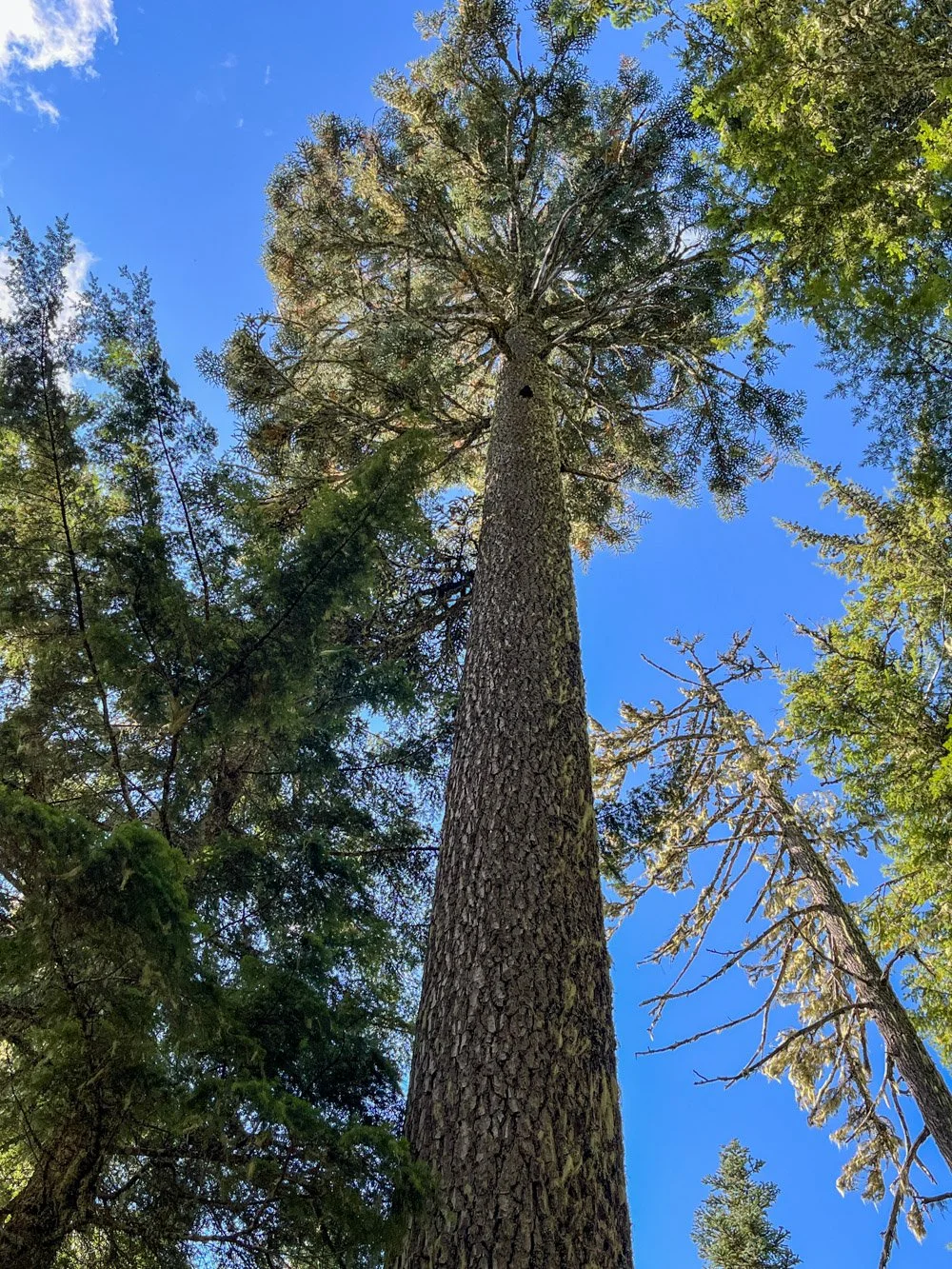 Old noble fir