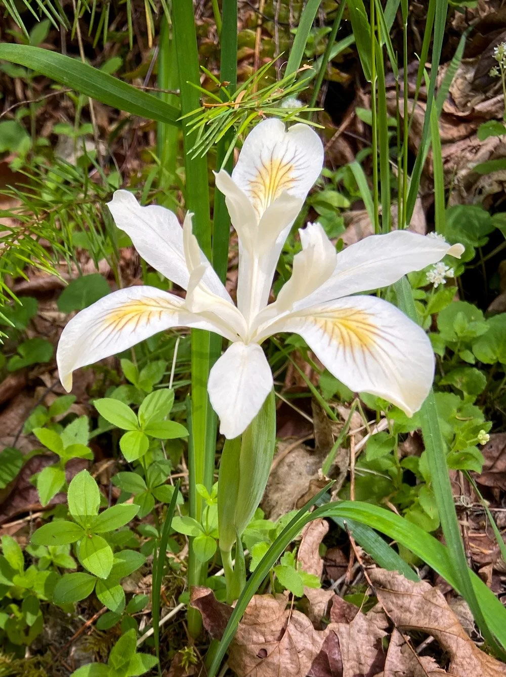 Yellowleaf iris