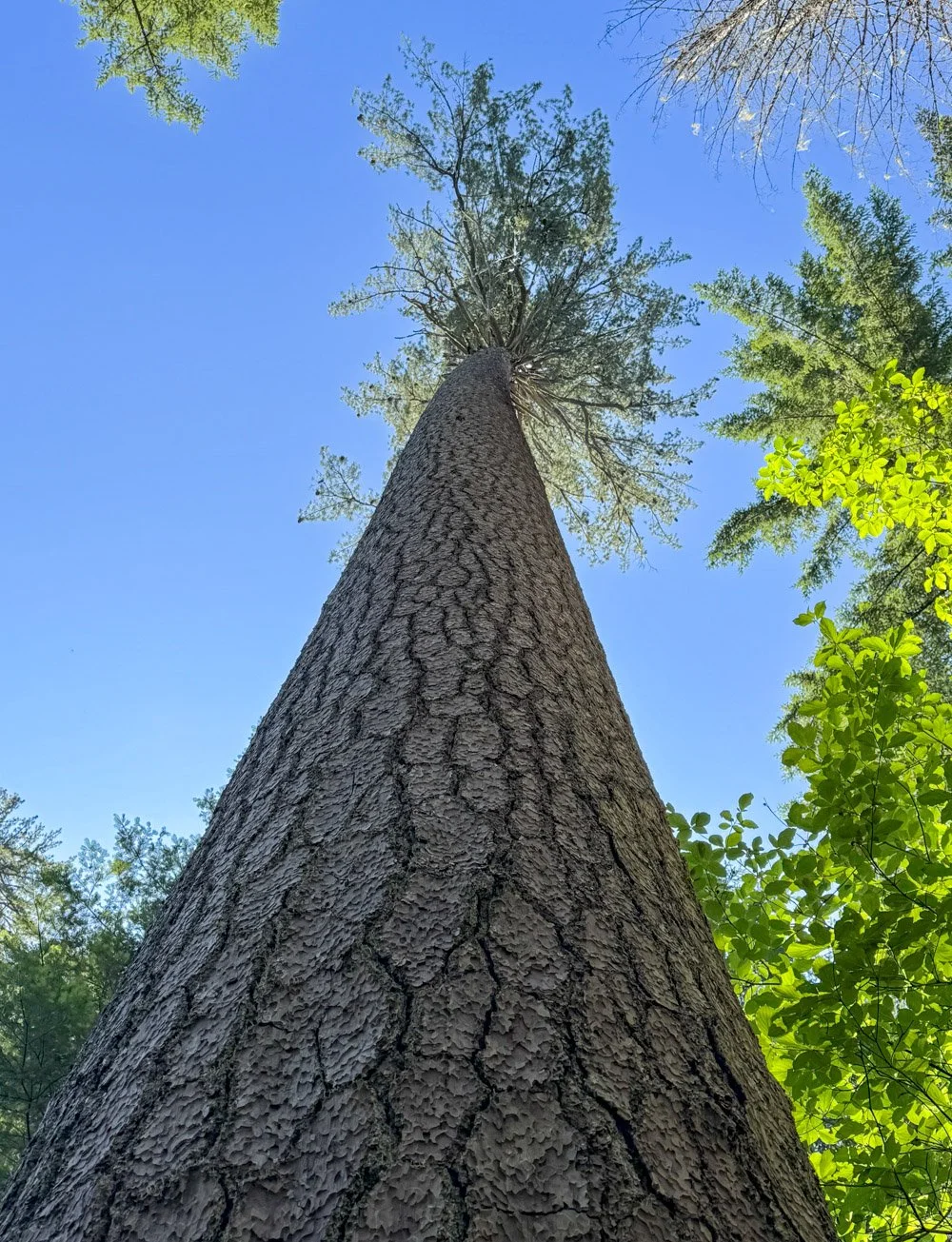 Very tall sugar pine
