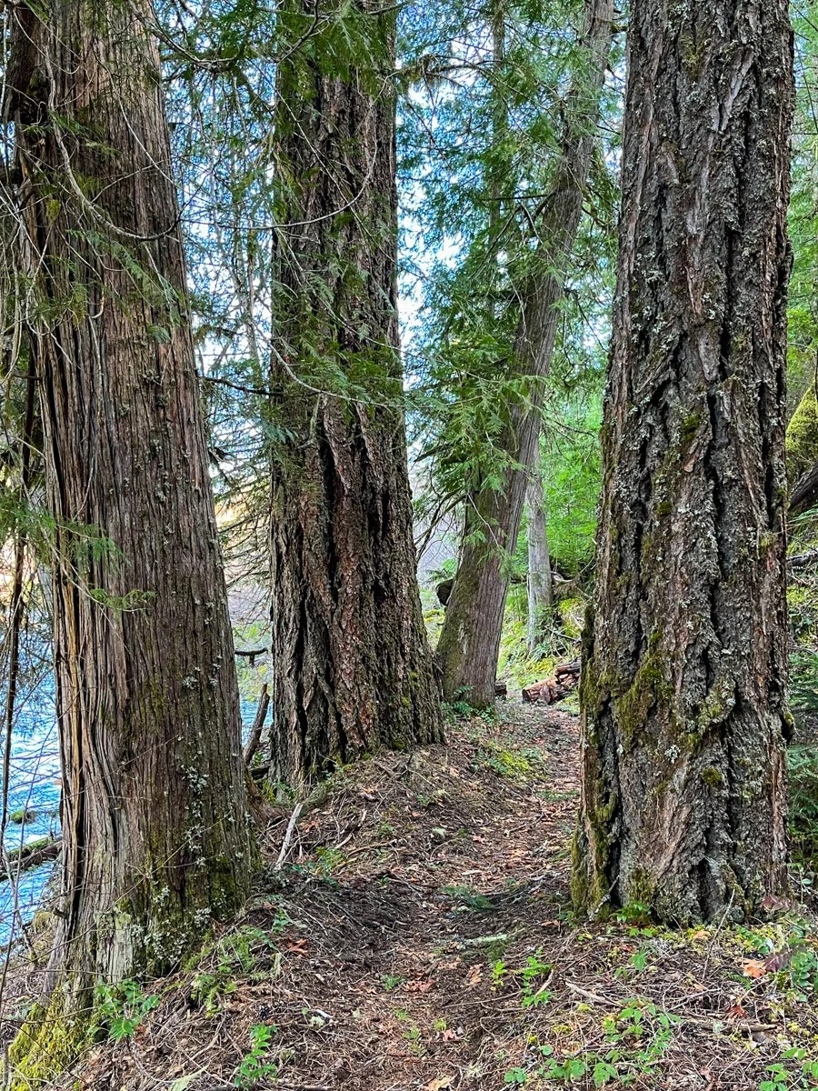 Large Douglas-fir and wester redcedar