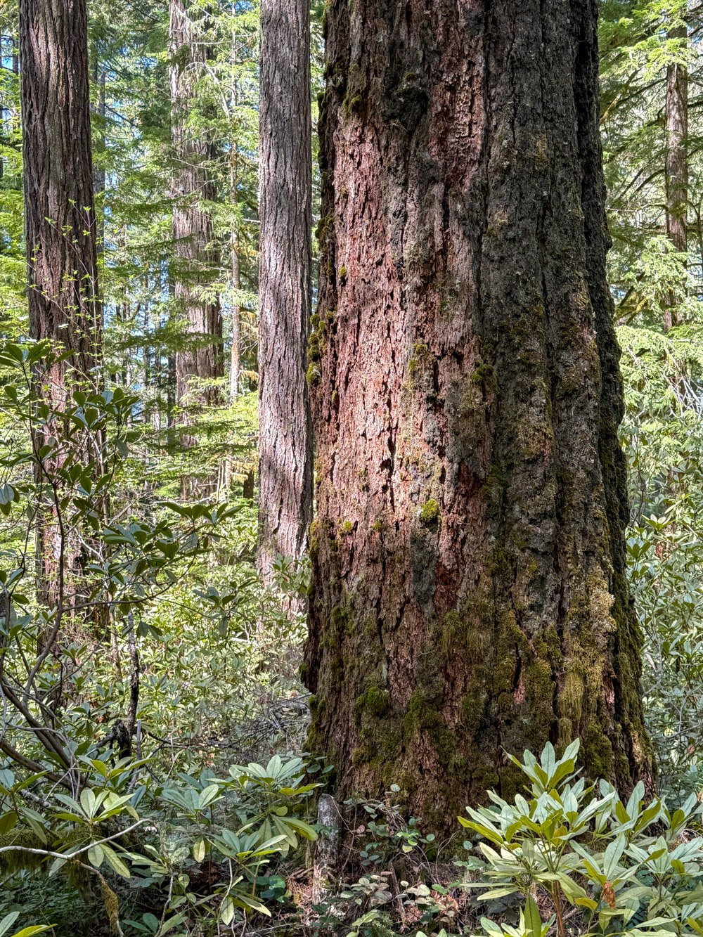 Old Douglas-fir