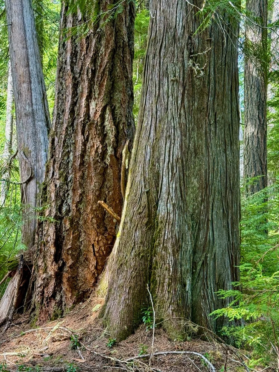 Old western redcedar and Douglas-fir