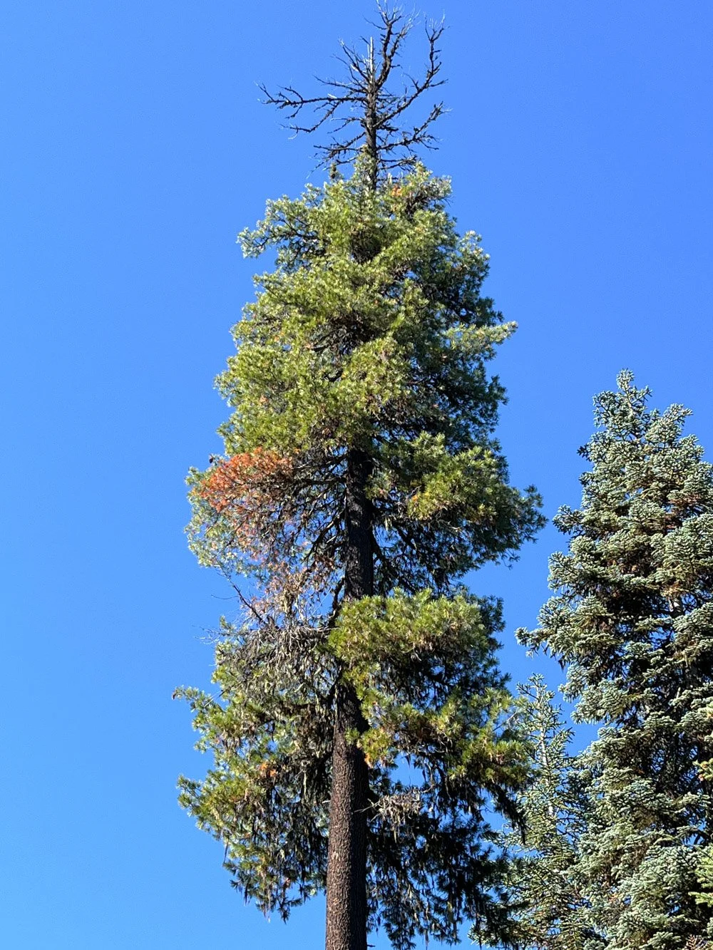 Old white pine trying to survive blister rust