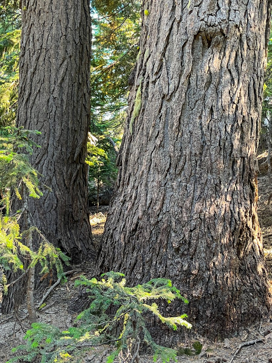 Stout mountain hemlock