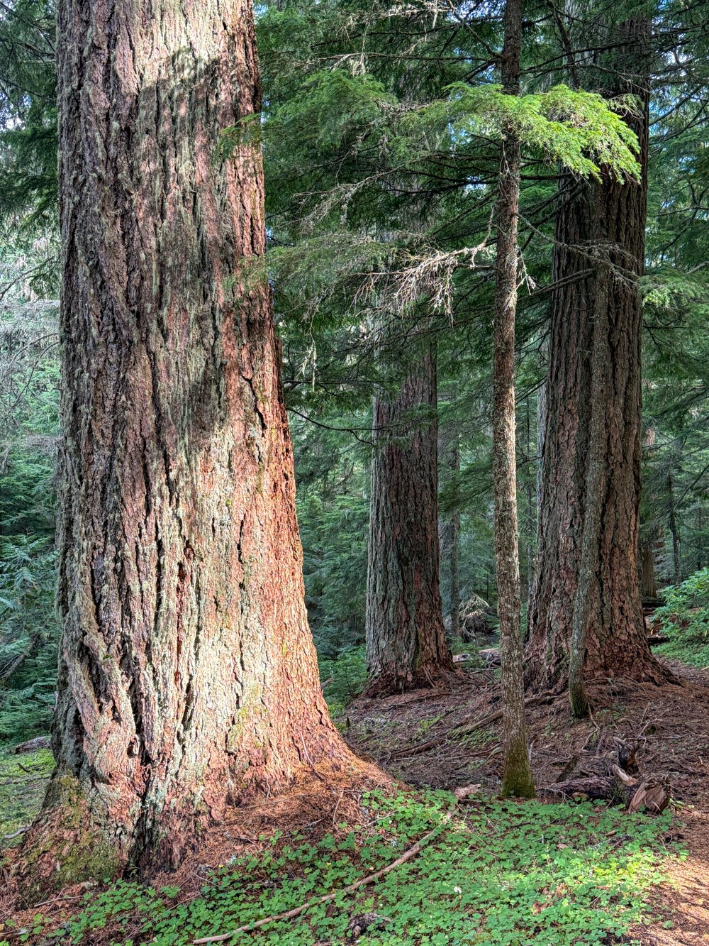 Old Douglas-fir