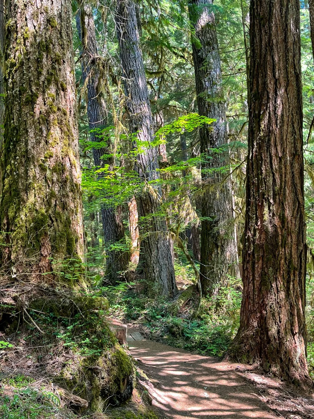 Douglas-fir old growth