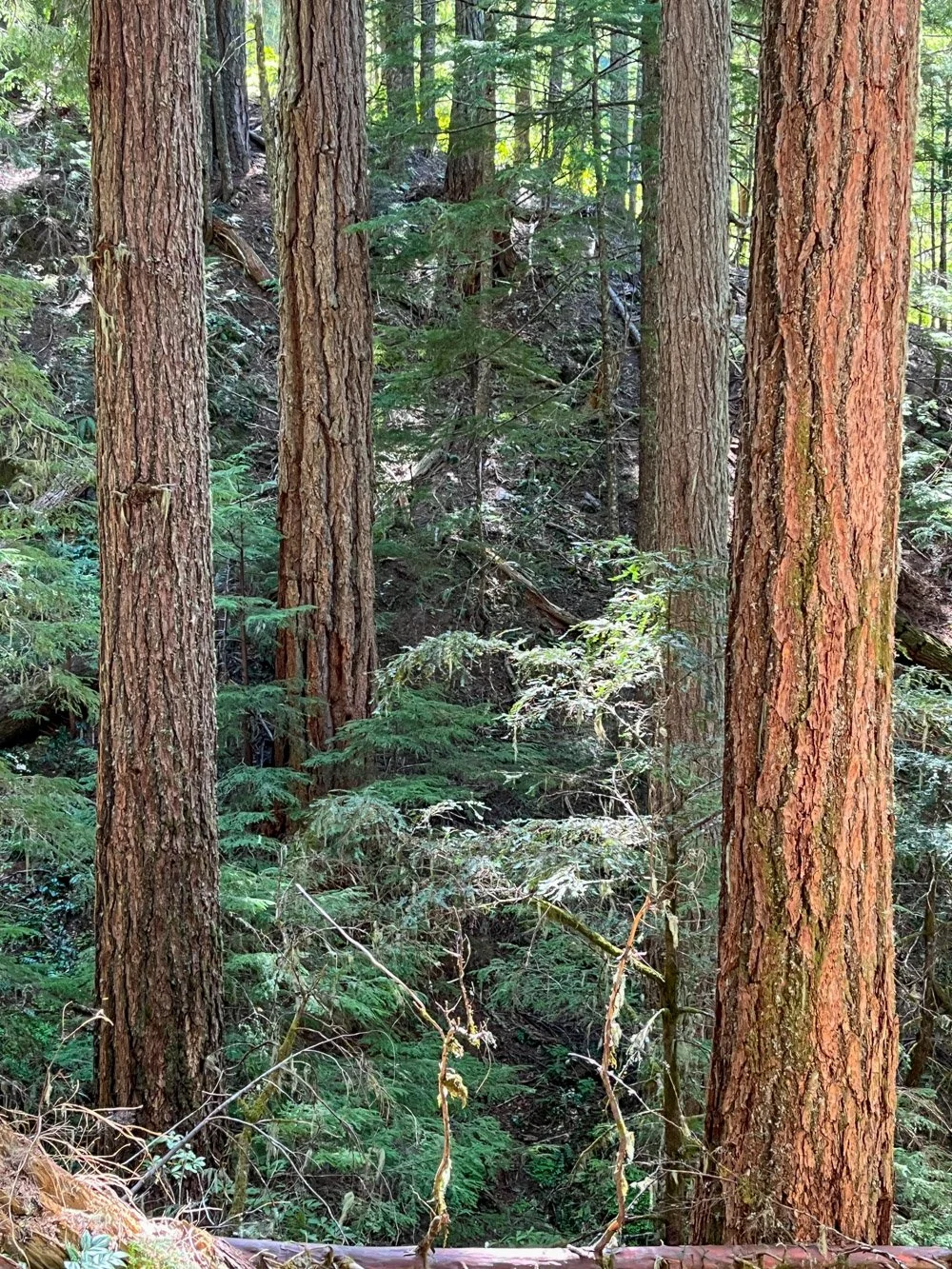 Beautiful Douglas-fir