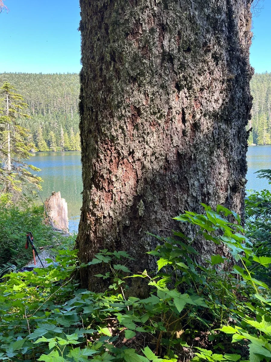 Noble fir in front of Wahtum Lake