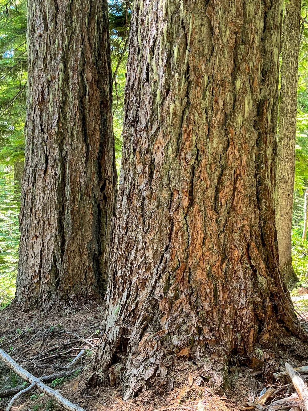 Chunky Douglas-fir