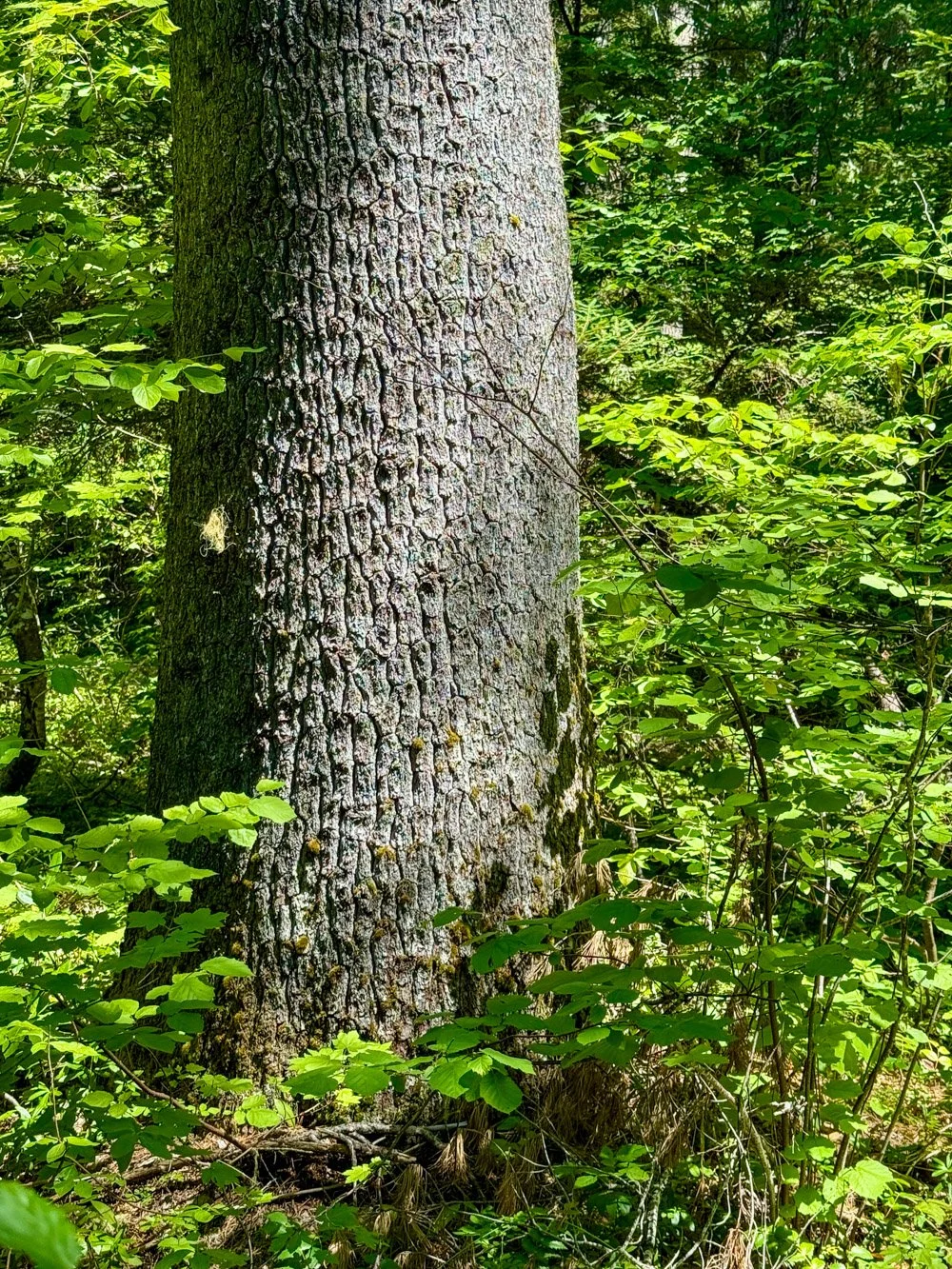 Western white pine