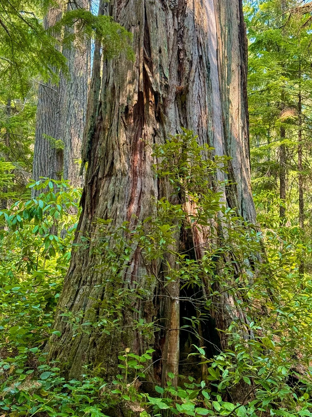 Fire-scarred incense cedar