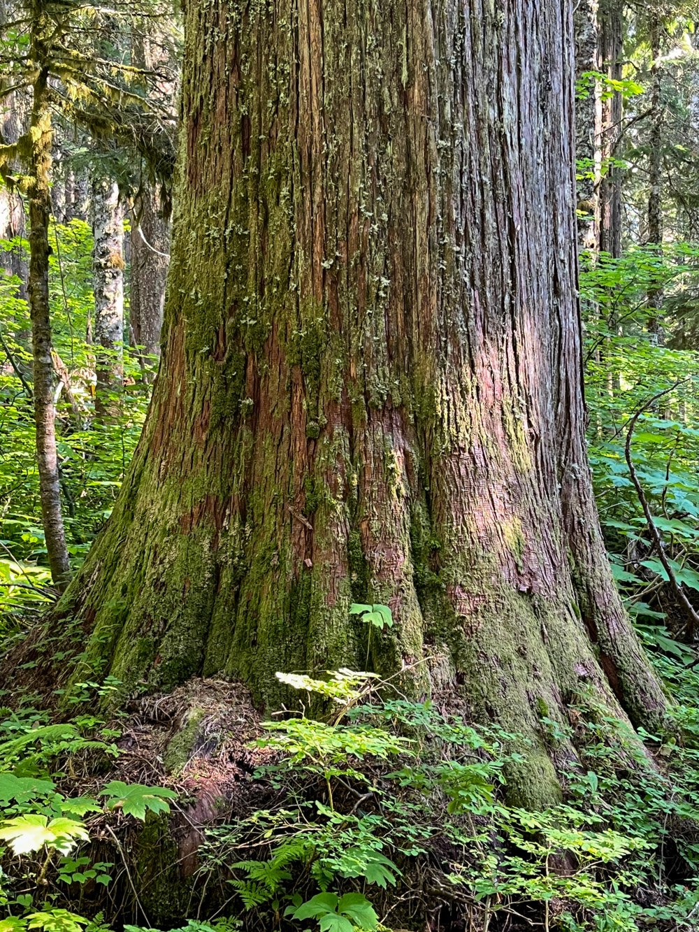 Enormous western redcedar