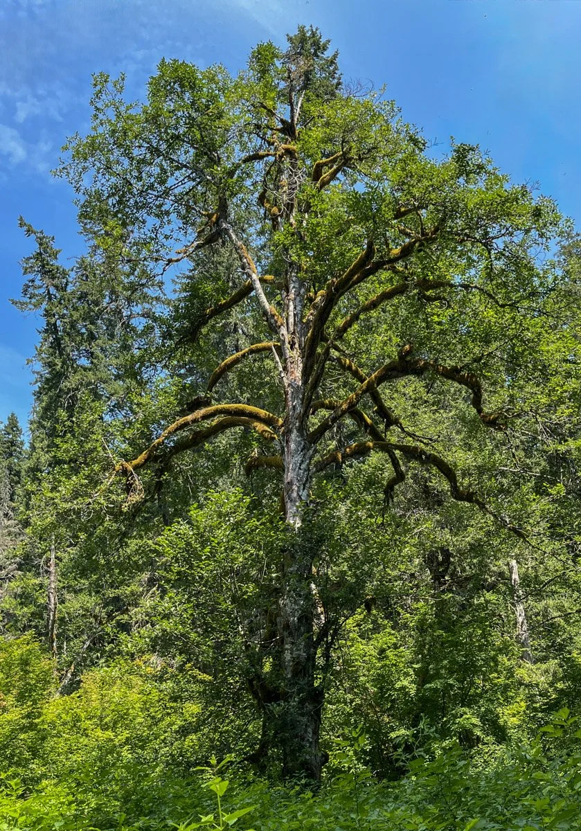 Old red alder