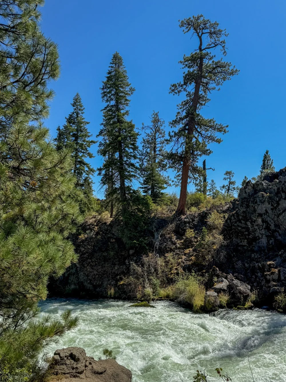 Old pine aacross Dillon Falls