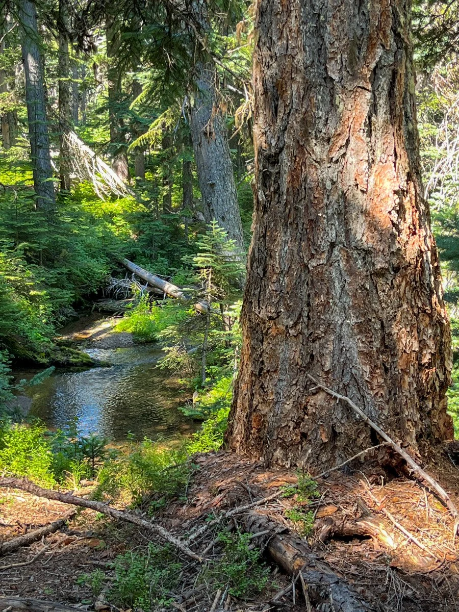 Western larch by Fret Creek