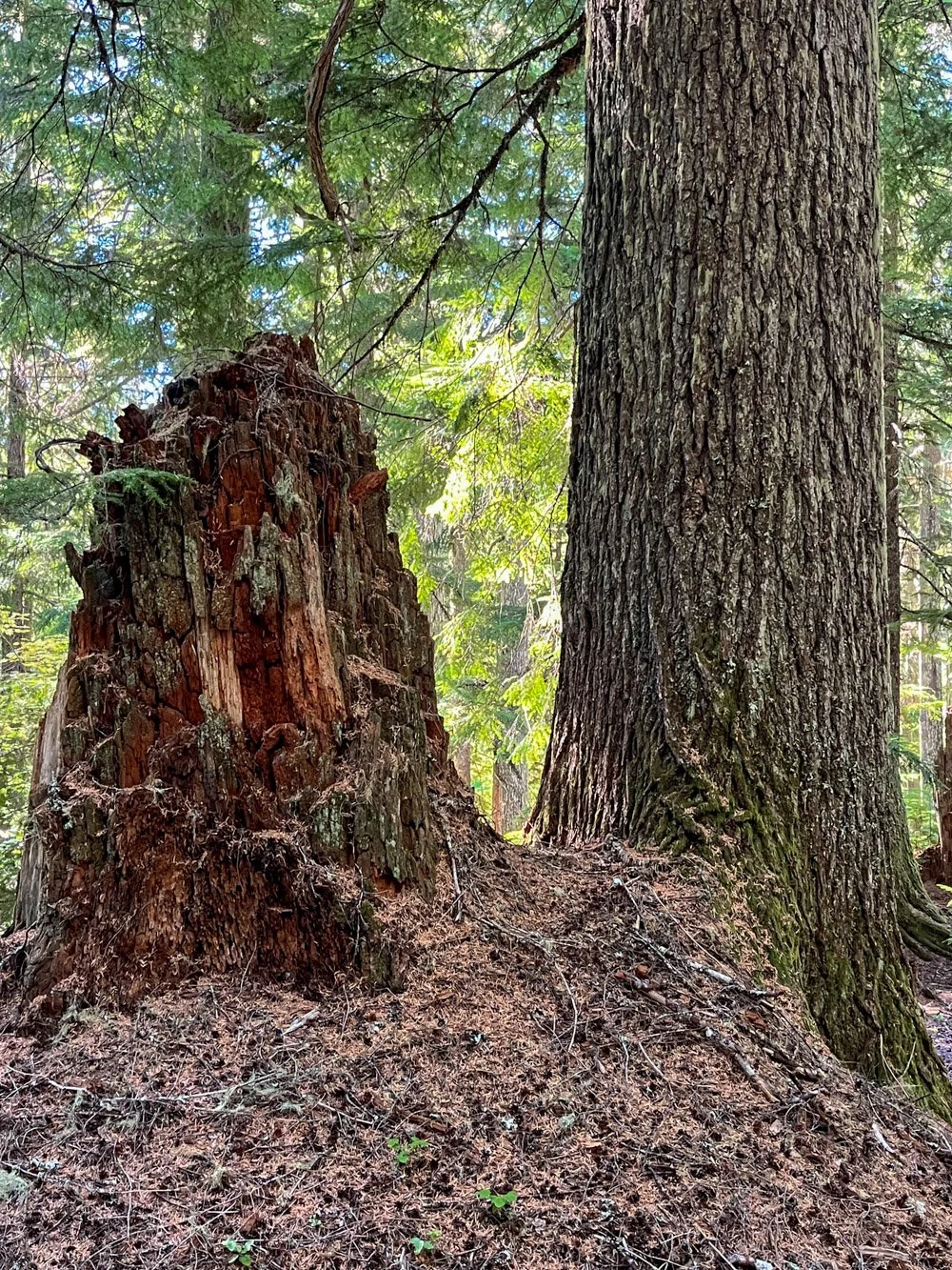 Old western hemlock too