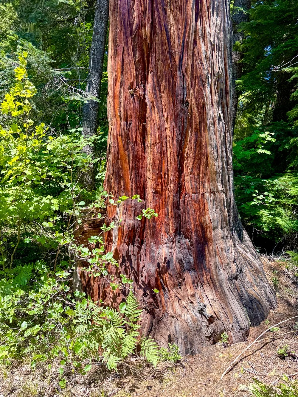 Colorful incense cedar