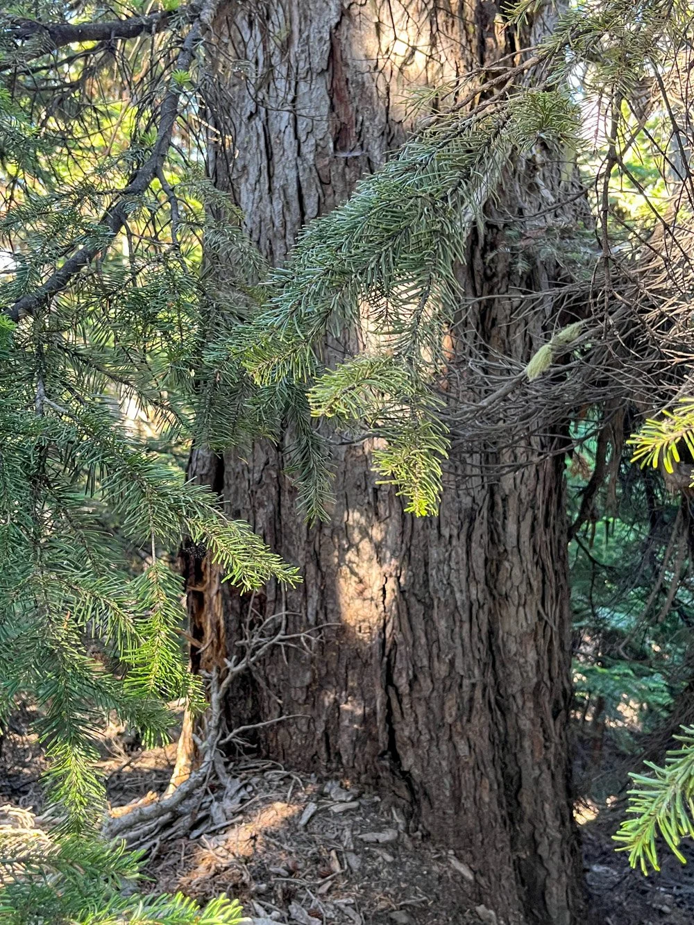 Huge Pacific silver fir