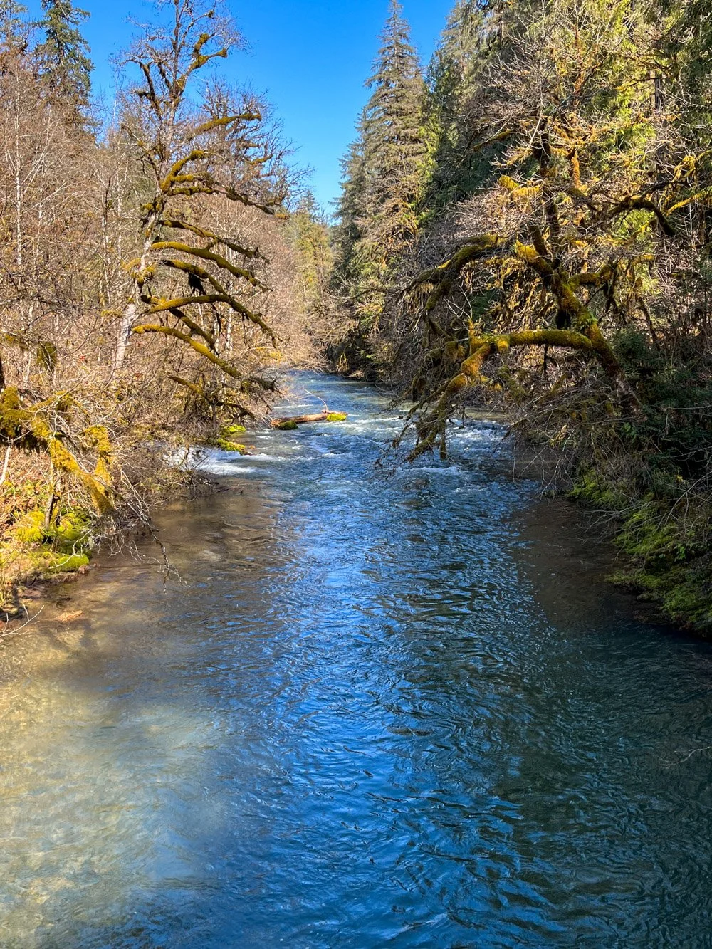 Upper Fall Creek, pre-fire