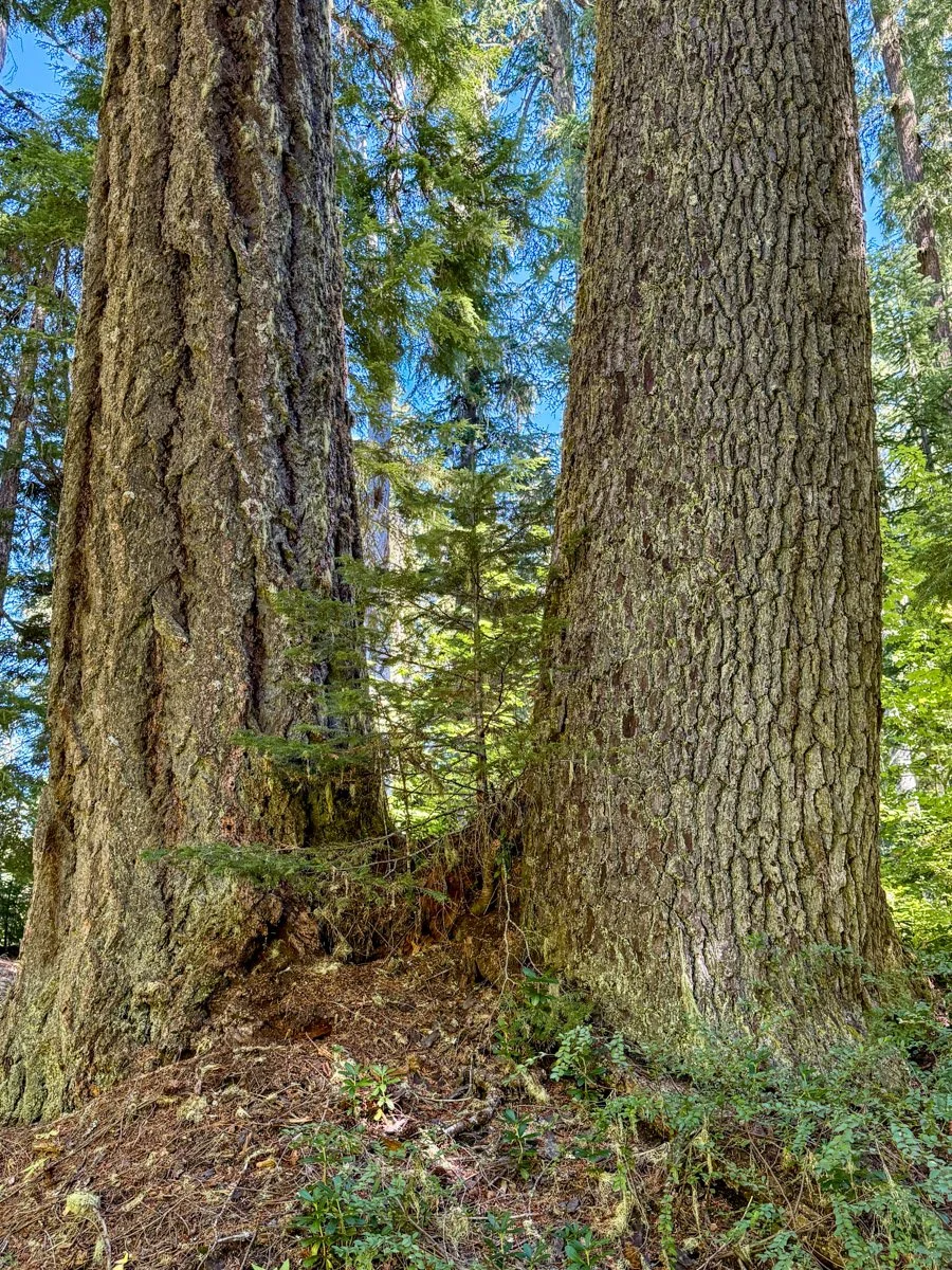 Douglas-fir and noble fir