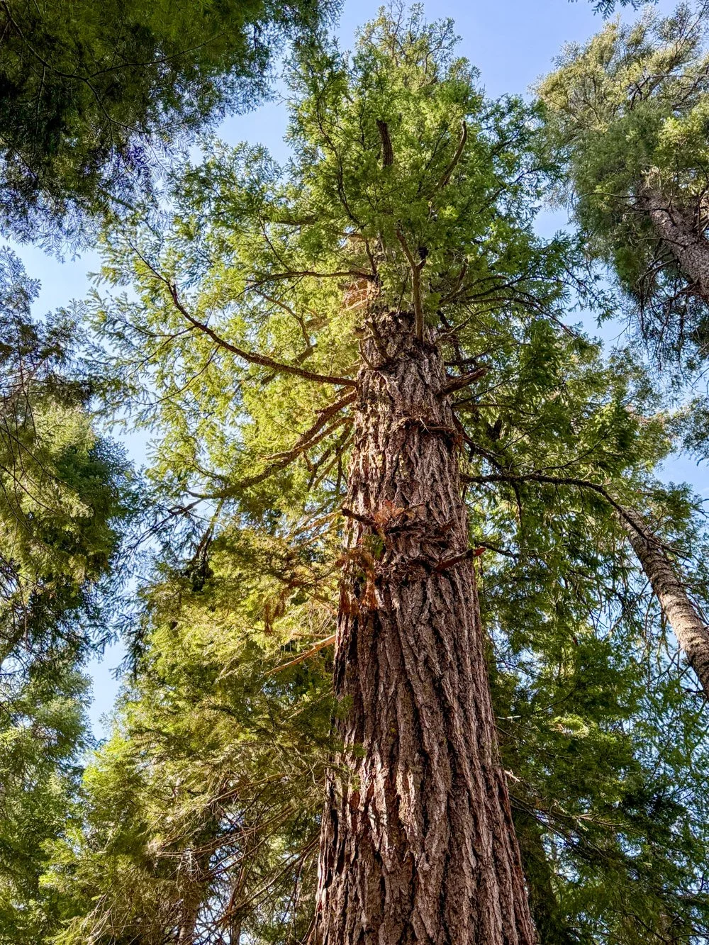 Ancient Douglas-fir crown