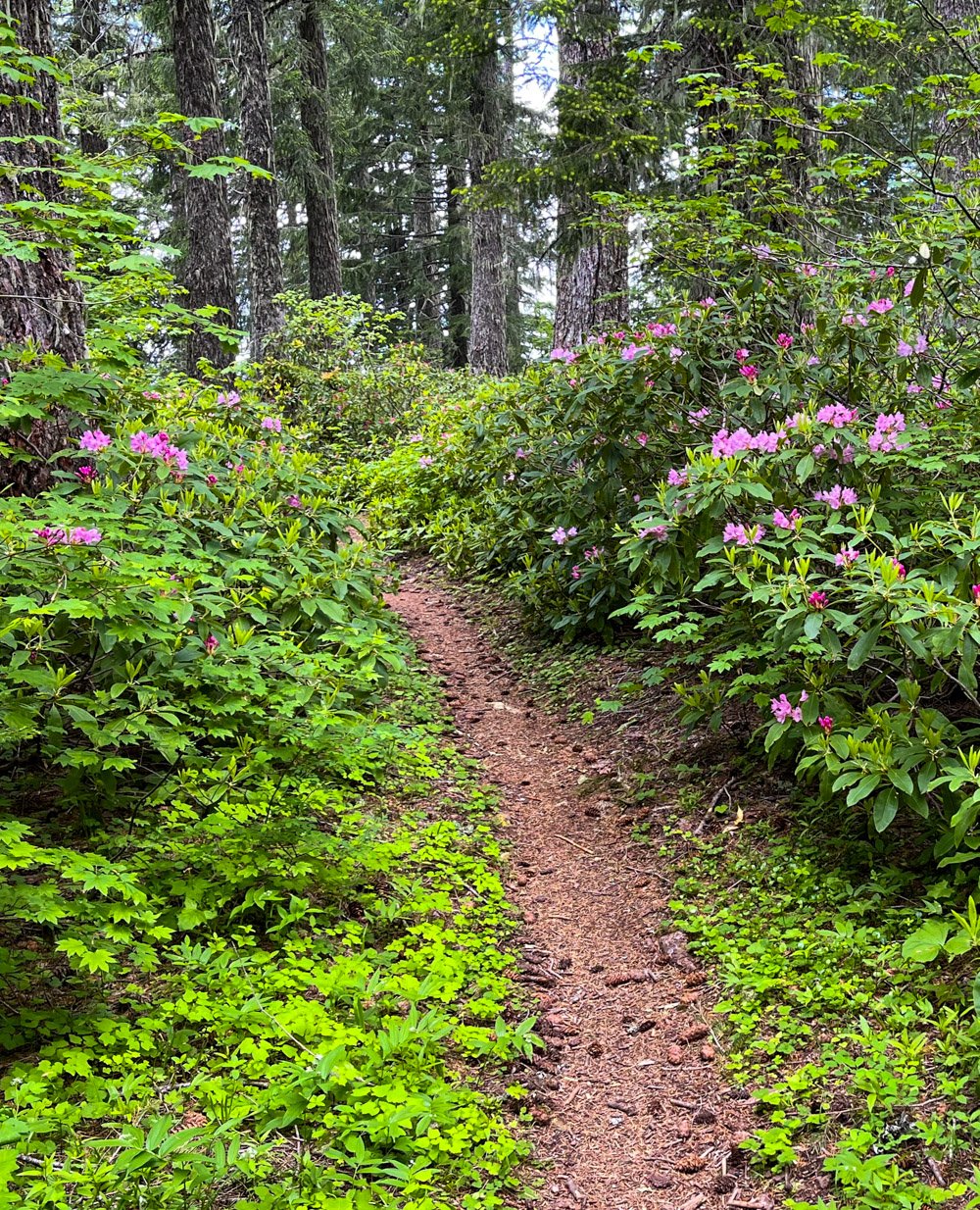 A rhododendron garden