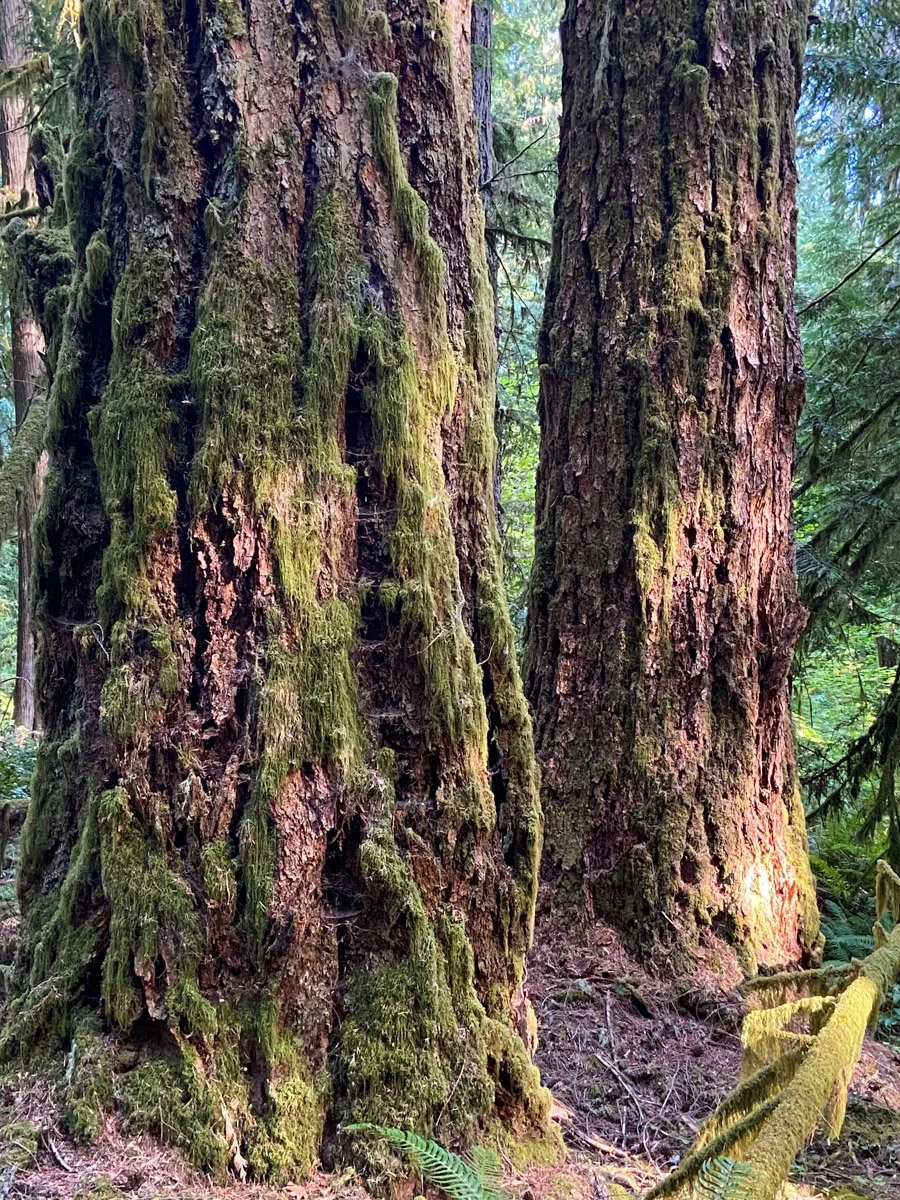 Striking Douglas-fir