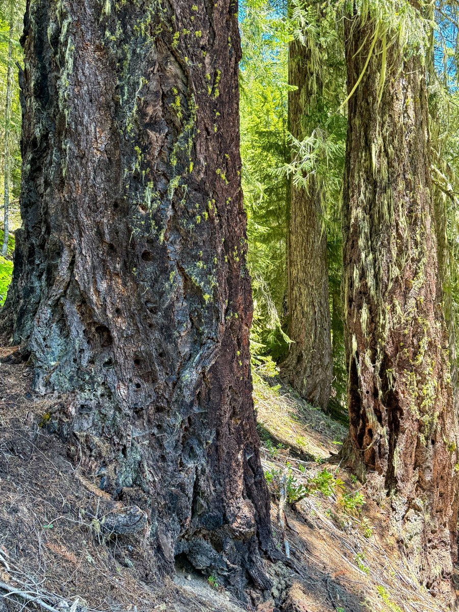 Douglas-fir
