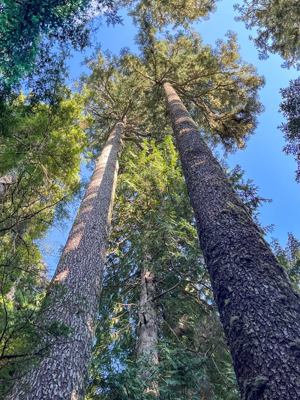 Towering noble fir