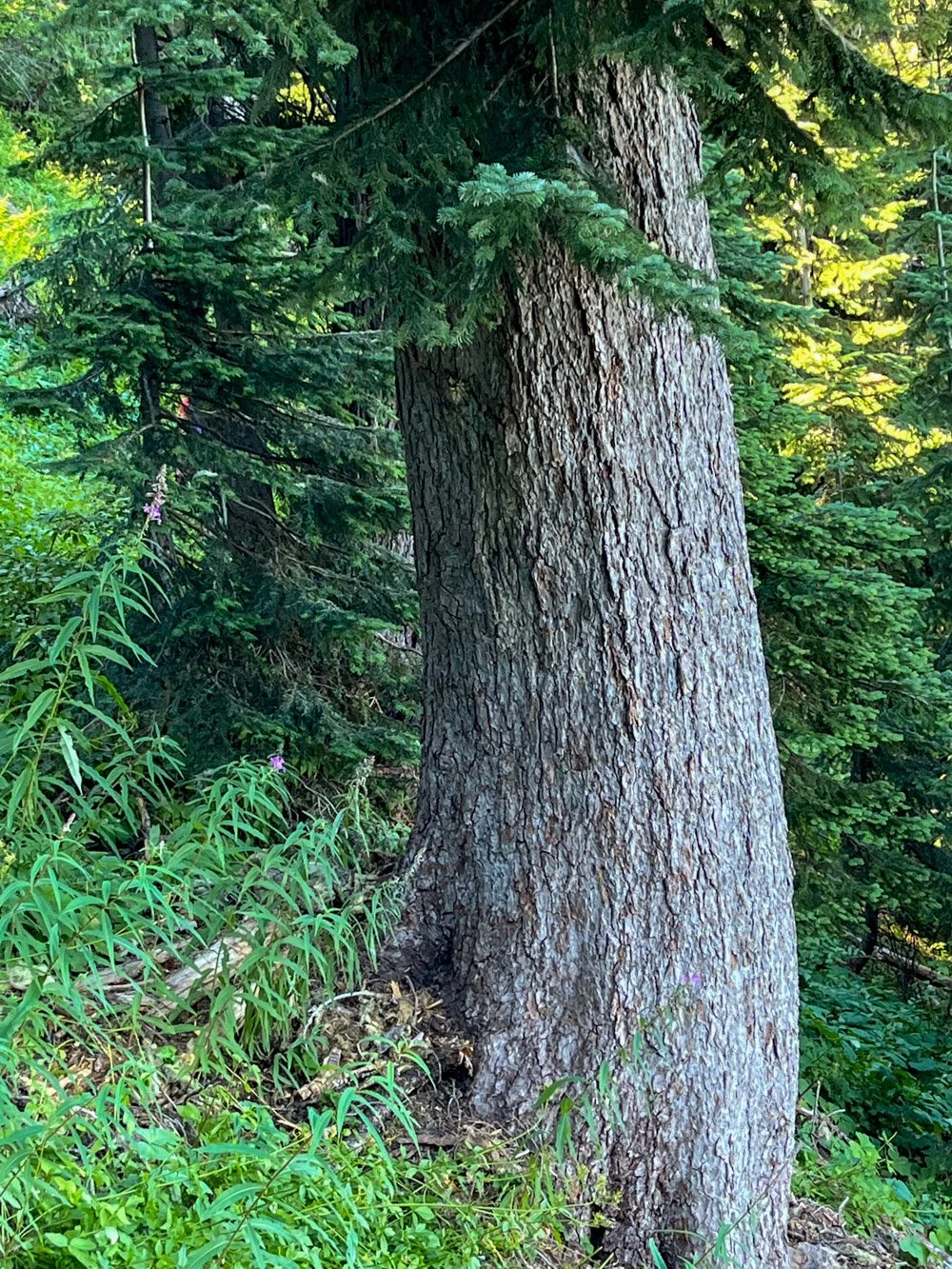Pacific silver fir
