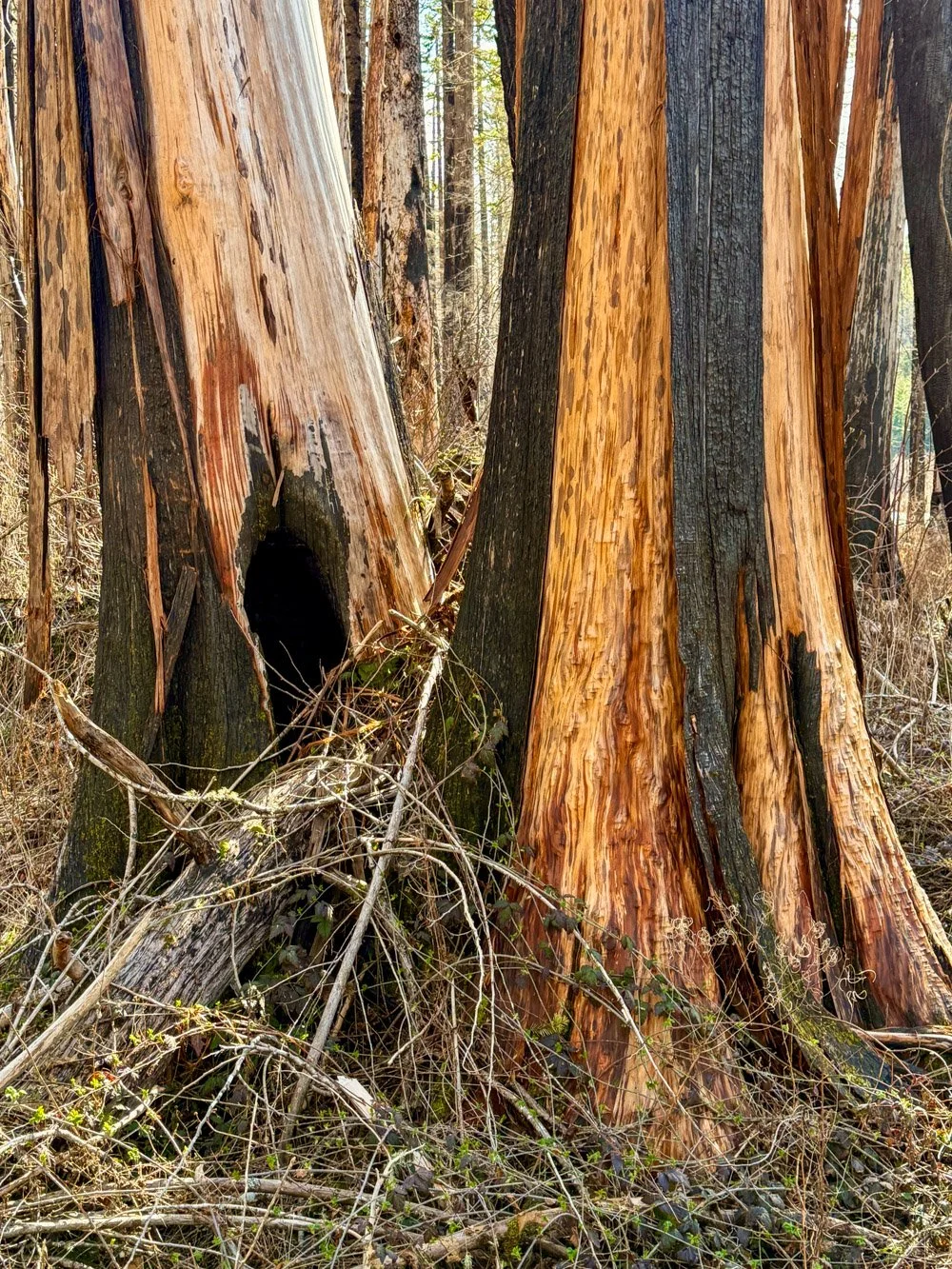 Peeling western redcedar snags