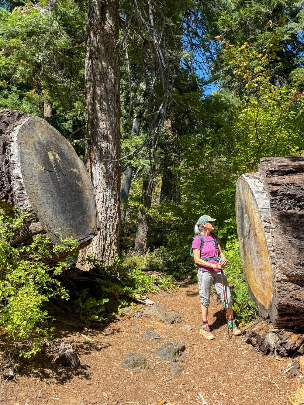 Former Interior Douglas-fir champion