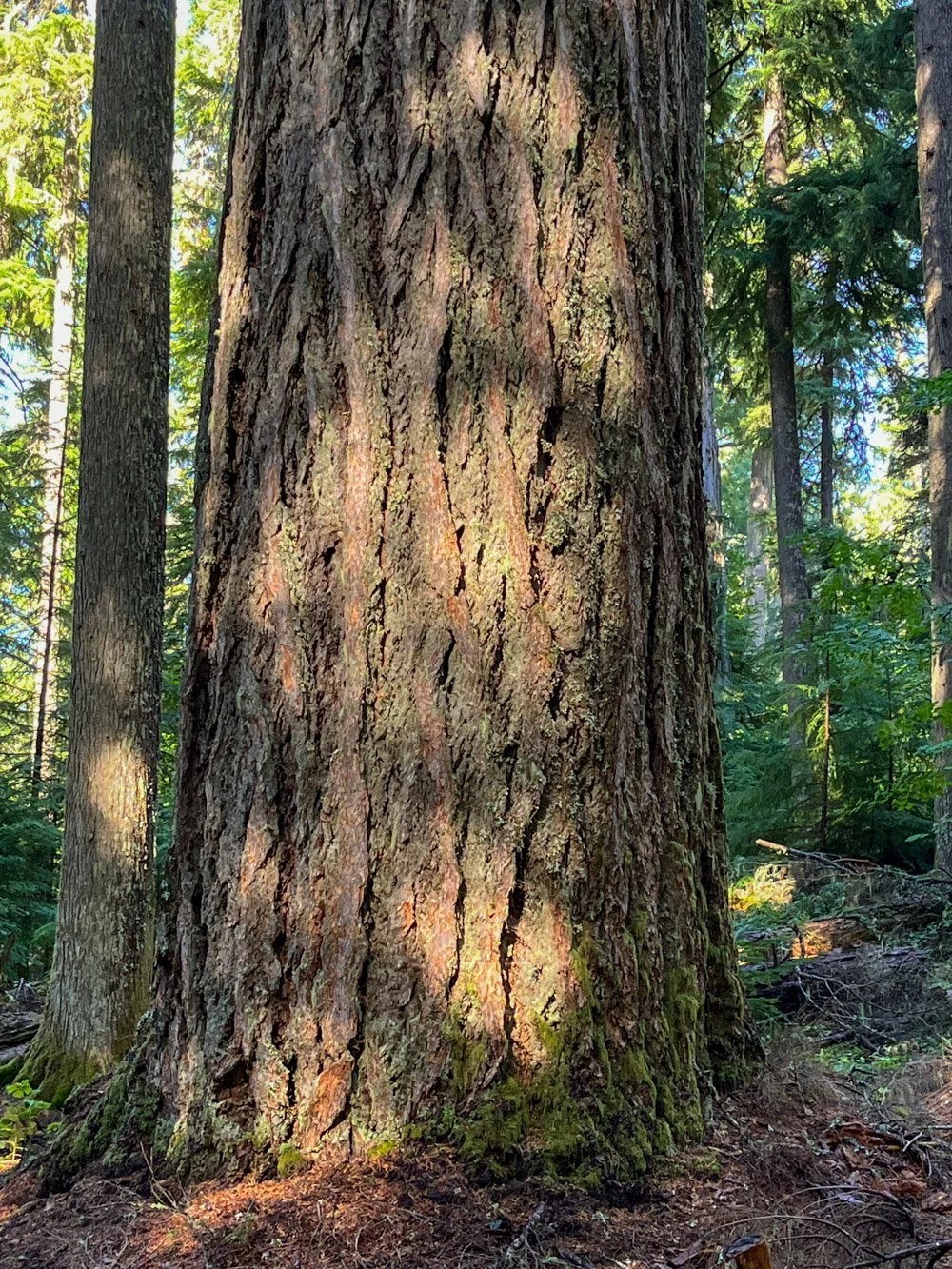 Enormous Douglas-fir