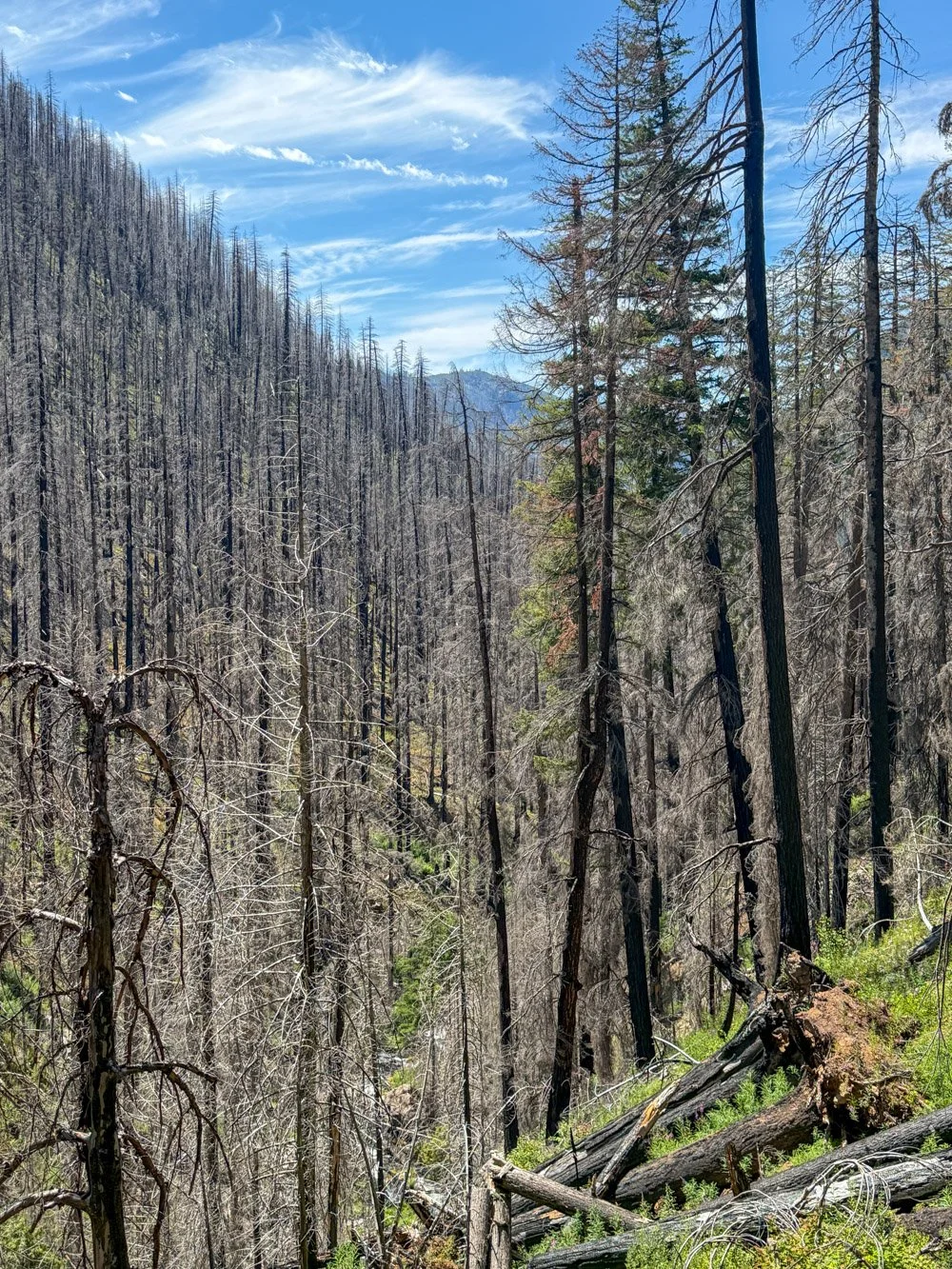Black Creek, post-fire (Cedar Creek Fire, 2022)