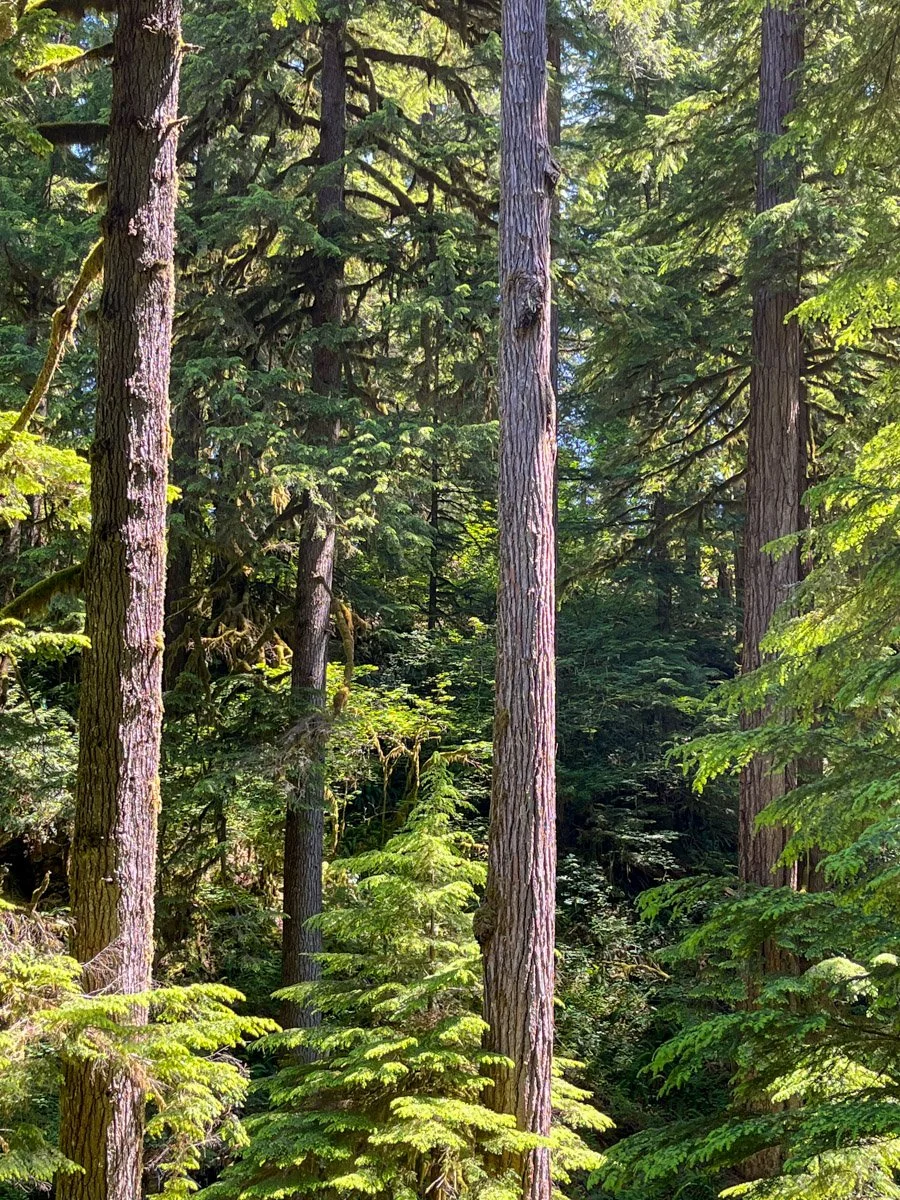 46. Tall Trees