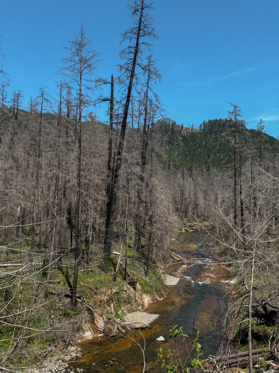 Severely burned old growth along Fall Creek 